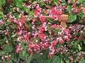 Flaming Glorybower / Clerodendrum splendens